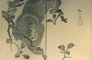 Małpa, 1815, 1924.
