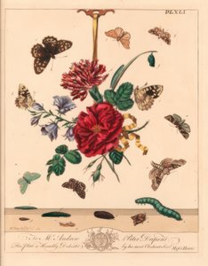 Ćma Angle shades, Phlogophora meticulosa, dąb haczykowaty, Watsonalla binaria, ćma Mother Shipton, Callistege mi, motyl cętkowany, Pararge aegeria, haczykowaty czubek, Watsonalla cultraria, brązowa porcelana, Elophila nymphaeata i druhna, Hip