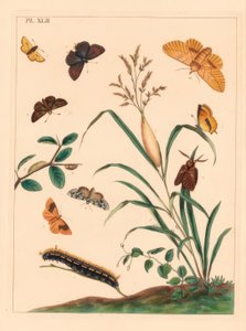 Ćma pijąca, Euthrix ziemniak, pasmo brązowych włosów, Thecla betulae, duży szyper, Ochlodes sylvanus, mały szyper, Thymelicus sylvestris, rzadki marvel du jour, Dipthera runica i umbra prążkowana, Plagodis pulveraria