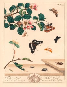 Figura ćmy ósemkowej, Diloba caeruleocephala, admirał biały, Limenitis arthemis, kominiarz, Odezia atrata, ćma czerwona, Callimorpha miniata, ćma śliwkowata, Pterophorus pterodactylus, rzadkie srebrzyste linie, Bena bicolorana i ćma pyska, Hypen