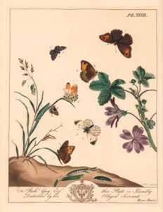 Motyl łąkowy, Maniola jurtina, kadzidło lub pomarańcza, kardaminy z Anthocharis i szyper siwy, Pyrgus alveolus