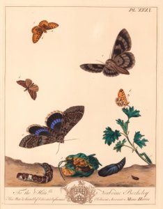 Mała perła otoczona motylem fritillary, Boloria selene i ćma Clifden nonpareil, Catocala fraxini