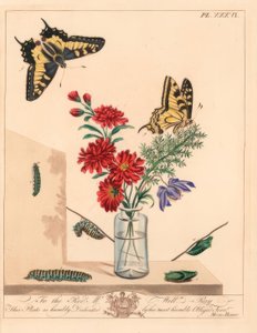 Swallowtail motyl, Papilio machaon. Litografia kolorowa po ilustracji