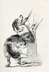 Półkrwi Owczarek pieszczący swojego pana, z „Wyrażania emocji u człowieka i zwierząt” Karola Darwina, 1872 autorstwa Mr. A. May