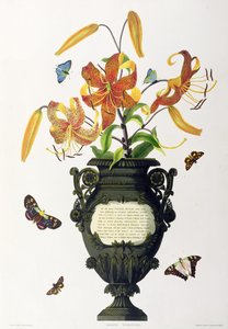 Lilium tigrinum (Tiger Lily), z "Selection of Hexandrian Plants", wyryte przez R. Havell, ok. 1831-34 autorstwa Mrs Edward Bury