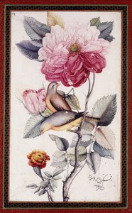 Gul-o Bulbul, ok. 1849-50 (akwarela na papierze) autorstwa Muhammad Baqir