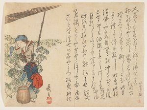Zbieracze herbaty, ok. 1830-44 (kolorowy drzeworyt) autorstwa Murata Kagen
