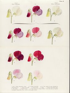  autorstwa Muriel Wheldale (after) Onslow