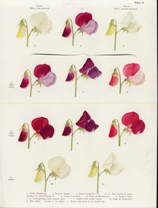 Spurious allelomorphism in sweet peas (color litho) autorstwa Muriel Wheldale (after) Onslow