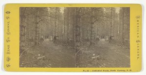 Cathedral Woods, North Conway, NH, połowa XIX wieku. autorstwa N.W. Pease