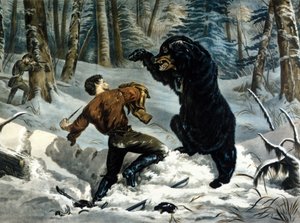 Życie Traperów (Profesjonalni Łowcy) w Kanadzie: Łowca zostaje zaatakowany przez Niedźwiedzia Grizzly. Ilustracja autorstwa Yvesa i Curriera.