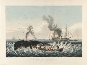 Łowisko wielorybów: atak na kaszalota... i „podcinanie” (kolorowa litografia) autorstwa Currier and Ives