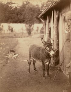 Sénart, osioł Biribi autorstwa Nadar [Gaspard Félix Tournachon]