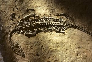 Zdjęcie skamieniałości kręgowca morskiego z okresu triasu, należącego do Pachypleurosaurus
