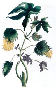 Gossypium - roślina bawełny, 1823 autorstwa Neale and Son