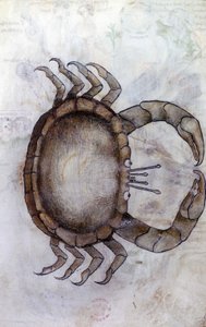 Sloane 3983 f.14v, Krab, znak zodiaku dla Raka autorstwa Netherlandish School