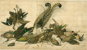 bez tytułu (australijskie ptaki łowne) autorstwa Neville Cayley