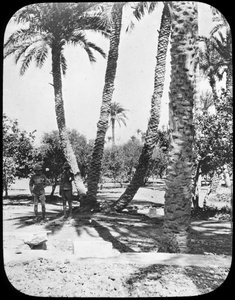 Ogród generała Gordona, Chartum, Sudan, ok. 1890 r.