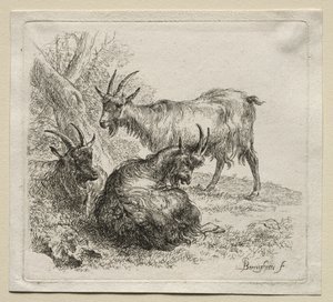 Animalia: trzy kozy autorstwa Nicolaes Berchem