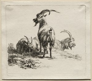 Animalia: trzy kozy autorstwa Nicolaes Berchem