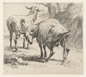 Pissende ooi en een schaap Schapen (tytuł serii) Zwierzęta ożywione i wydrukowane wodą na mocne powietrze przez Pracownię i Sztuka Nicolai Berchema (tytuł serii) autorstwa Nicolaes Pietersz Berchem