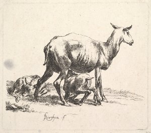 Owce z jagnięciną. autorstwa Nicolaes Pietersz. Berchem