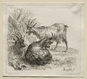 Trzy kozy. autorstwa Nicolaes Pietersz. Berchem