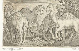 Cztery dromadery Animalivm qvadrvpedvm (tytuł serii) Zwierzęta w krajobrazach (tytuł serii) autorstwa Nicolaes de Bruyn