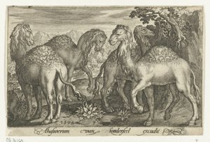 Cztery dromadery Animalivm qvadrvpedvm (tytuł serii) Zwierzęta w krajobrazach (tytuł serii) autorstwa Nicolaes de Bruyn
