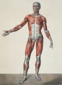 Anatomia ciała ludzkiego, z "Traite Complet d