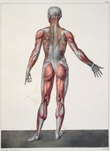 Anatomia ciała ludzkiego, z "Traite Complet d