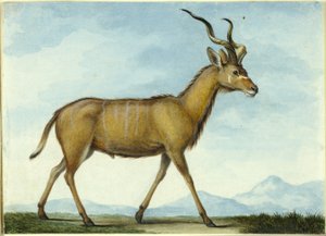 Kudu autorstwa Nicolas Hüet the Younger