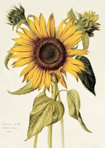 Helianthus Annuus (Słonecznik) nr 71 z 