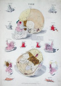 Kości czaszki, z „Tabulae Osteologicae” Christopha Jacoba Trewa (1695-1769) rytowane przez G. Lichtenstegera autorstwa Nikolaus Friedrich (after) Eisenberger