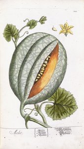 Melon, ok. 1750-1765 autorstwa Nikolaus Friedrich Eisenberger