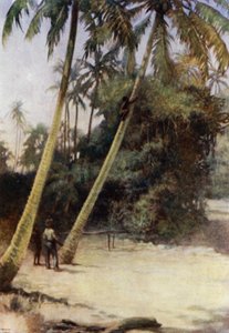 Solomon Island Boy wspina się po zielonych orzechach kakaowych, niedaleko Gavutu, Nowa Floryda (kolor lito) autorstwa Norman Hardy