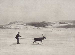 Jazda na nartach z reniferami w górach autorstwa Norwegian Photographer