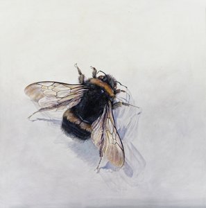 Bombus terrestris 11 (akryl na drewnie pokrytym gesso) autorstwa Odile Kidd