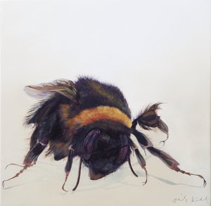 Bombus terrestris 9, 2013 (akryl na drewnie) autorstwa Odile Kidd