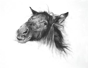 Colt, 2002 (węgiel na papierze Fabriano) autorstwa Odile Kidd