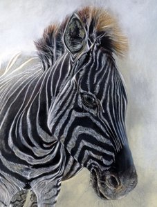 Equus burchelli 1 (szczegół), 2009 (węgiel, conte i pastel kredowy na papierze Bockingford) autorstwa Odile Kidd