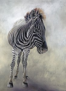 Equus burchelli 1, 2009 (węgiel, conte i pastel kredowy na papierze Bockingford) autorstwa Odile Kidd