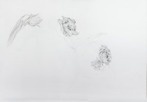 Estella rijnveld 1, 2013 (ołówek na papierze)