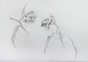 Estella rijnveld 3, 2017 (ołówek na papierze z wkładem) autorstwa Odile Kidd
