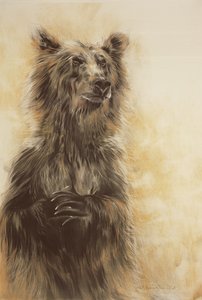 Niedźwiedź Grizzly 1, 2002 (ołówek, węgiel i kreda) autorstwa Odile Kidd