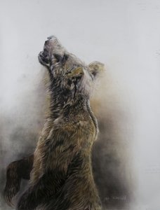Niedźwiedź grizzly 3, 2009 (węgiel, conte i pastel kredowy na papierze Fabriano) autorstwa Odile Kidd