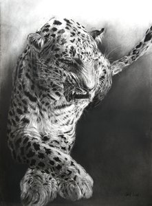 Panthera pardus 1, 2009 (węgiel i conte na papierze Fabriano) autorstwa Odile Kidd