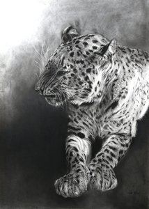 Panthera pardus 2, 2009 (węgiel i conte na papierze Fabriano) autorstwa Odile Kidd