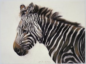 Zebra, 2002 (węgiel i kreda) autorstwa Odile Kidd
