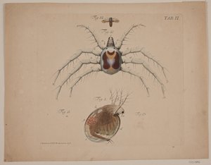 Owady. Tablica II prac zoologicznych autorstwa Odvardt Helmoldt de Lode